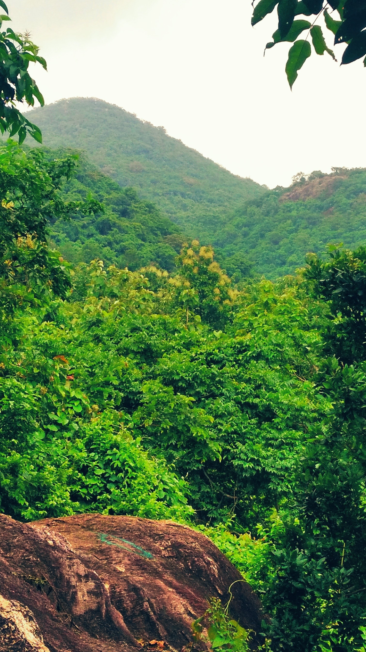 SandhyaraniDalai