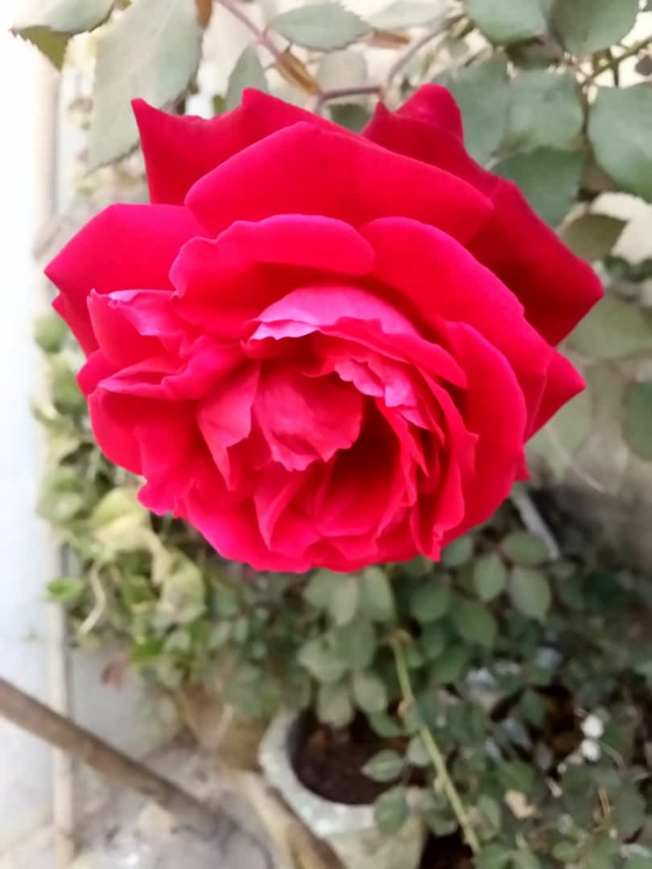 Anand prakash sharma_3