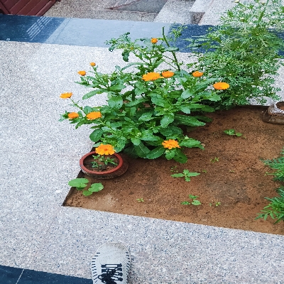 Vasudev Sharma
