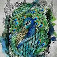 Peacock Shines
