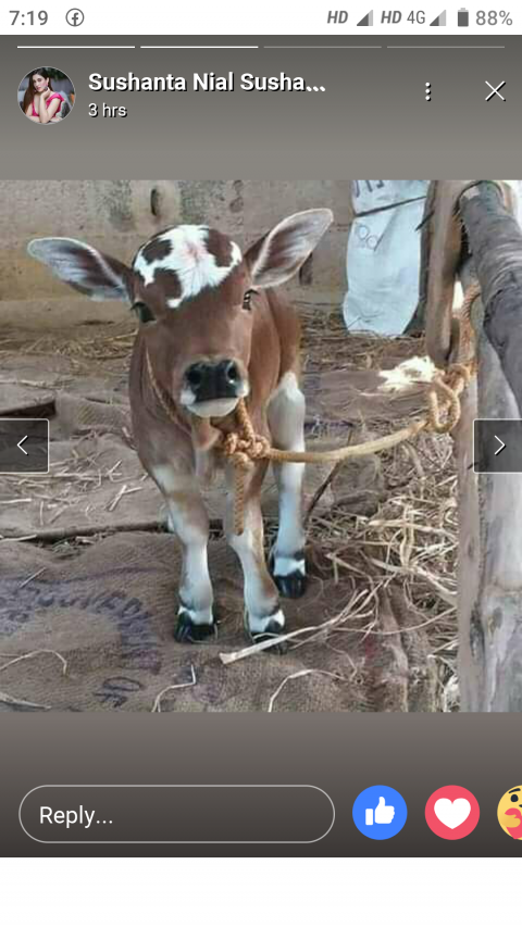 Jagyanswar Pradhan
