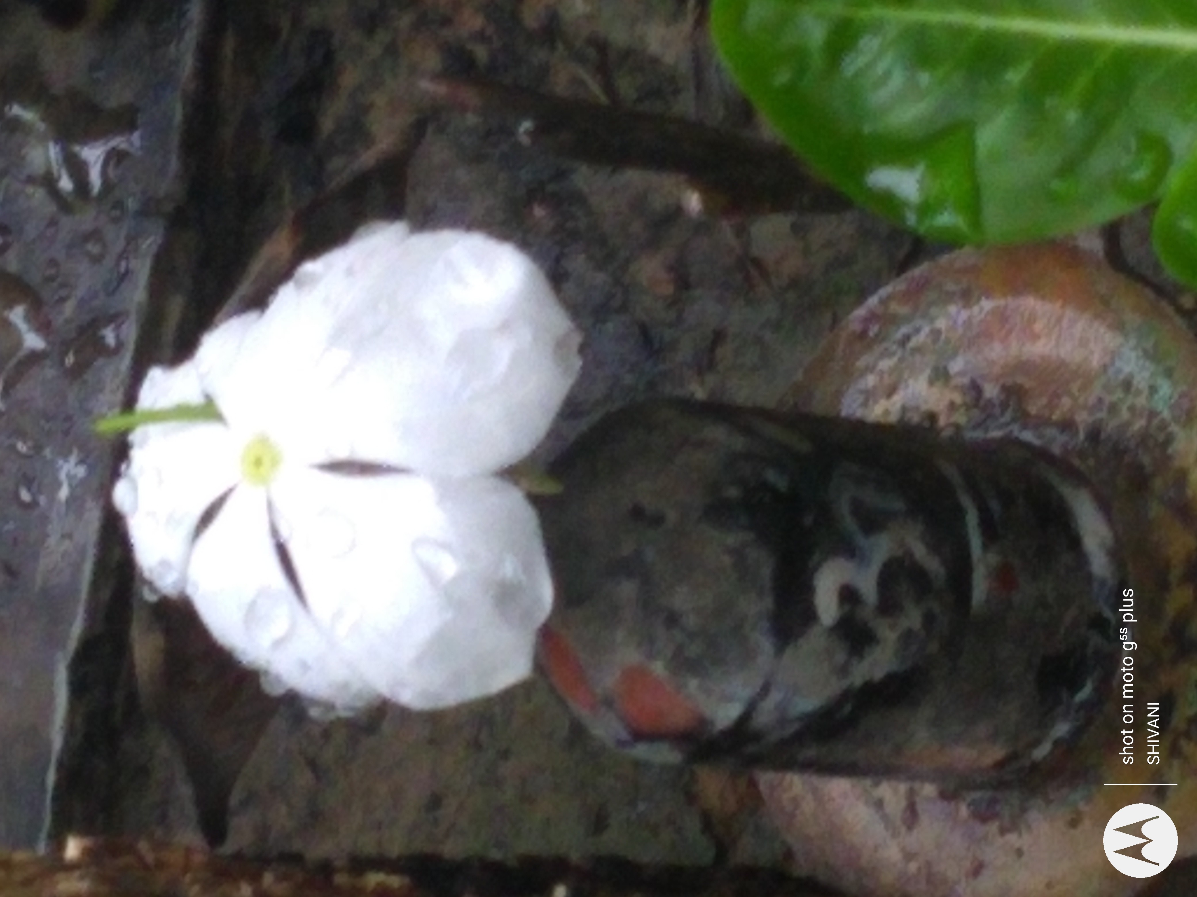 SHIVANIMITTAL