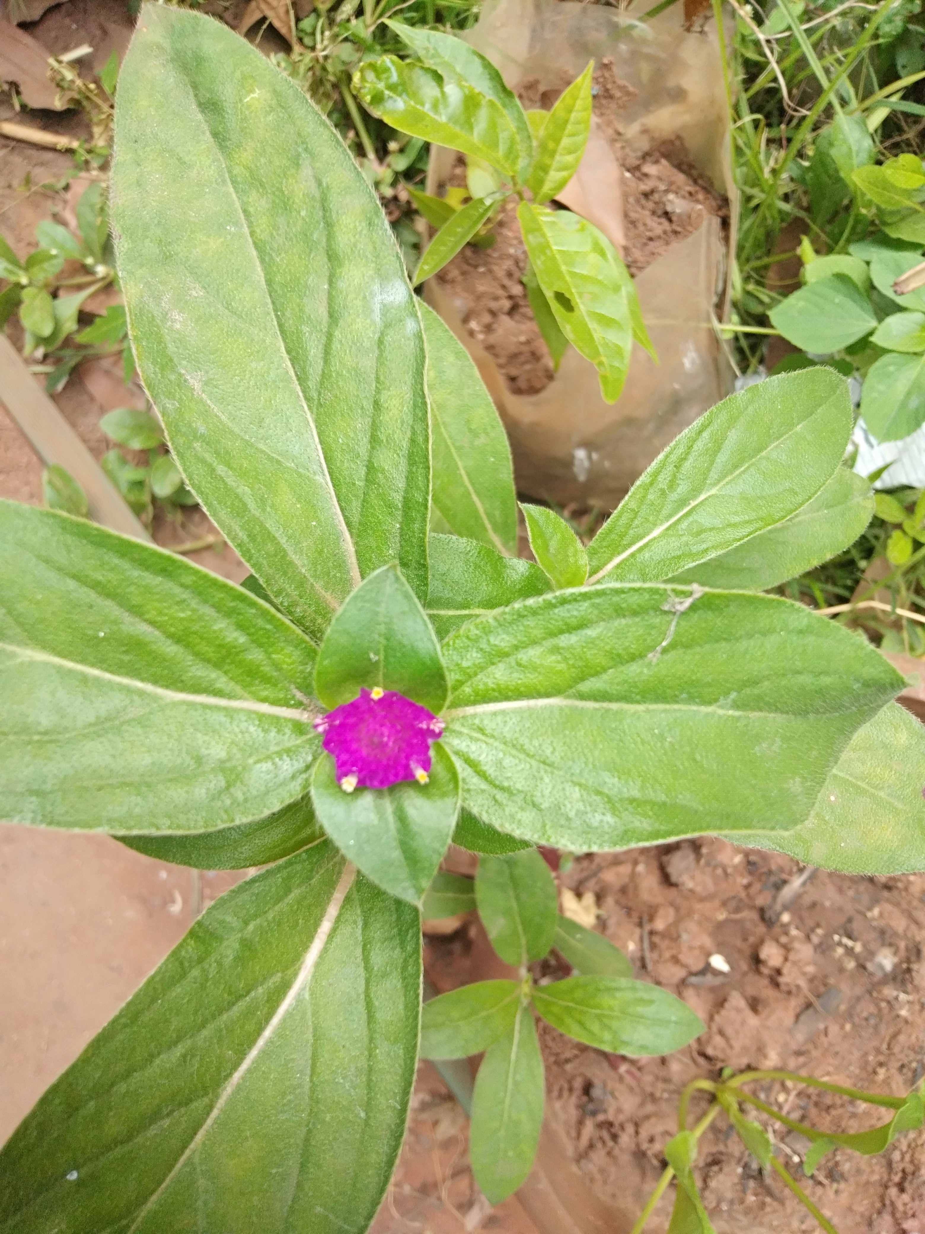 Ajan Neela Aravindhan