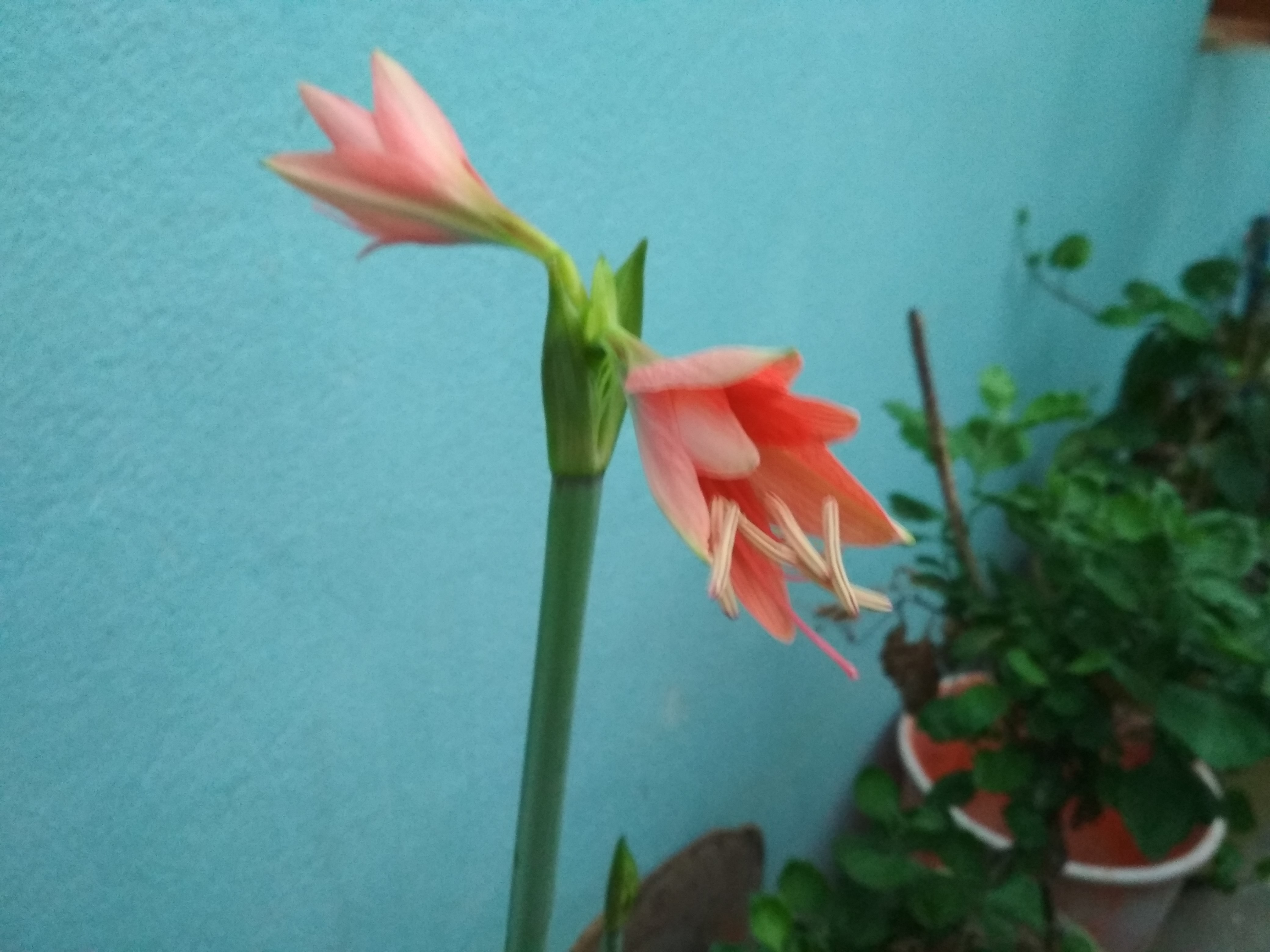 KUSHAL KUSHAL