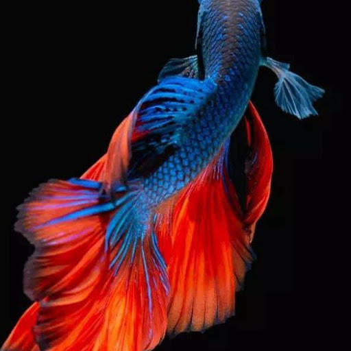 Pinku Mani Ray Choudhury