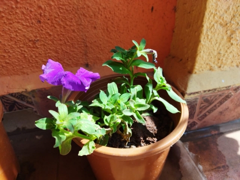 Indrayu Nilesh Sandbhor