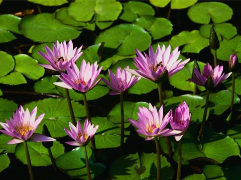M DHANARAJ