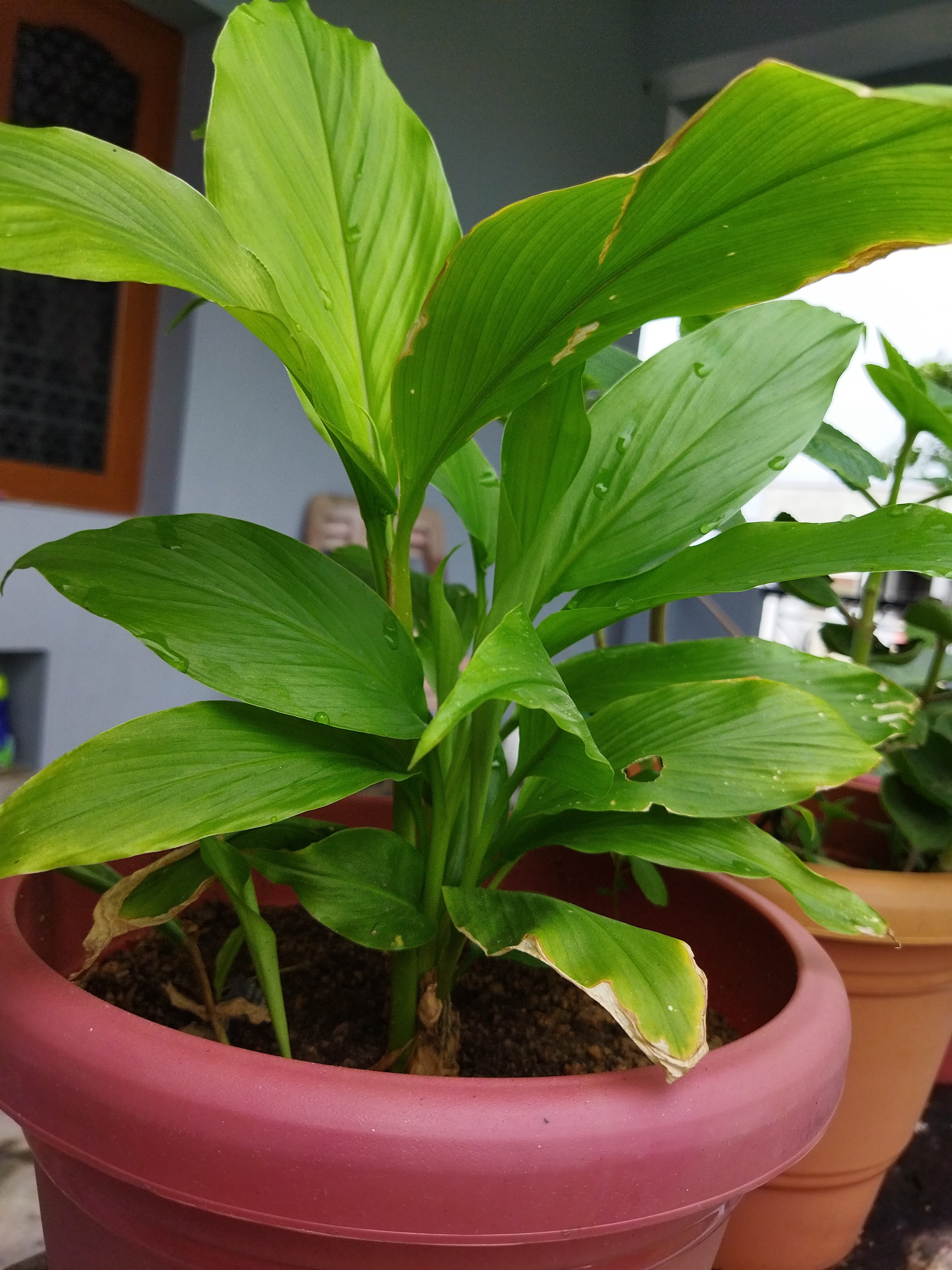 Poleboina Rupa