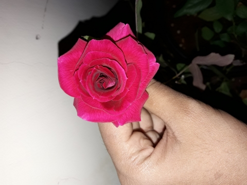 Mary Sudha