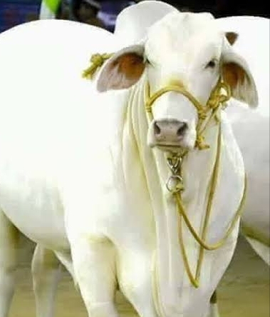 SAI BABU PUPPALA