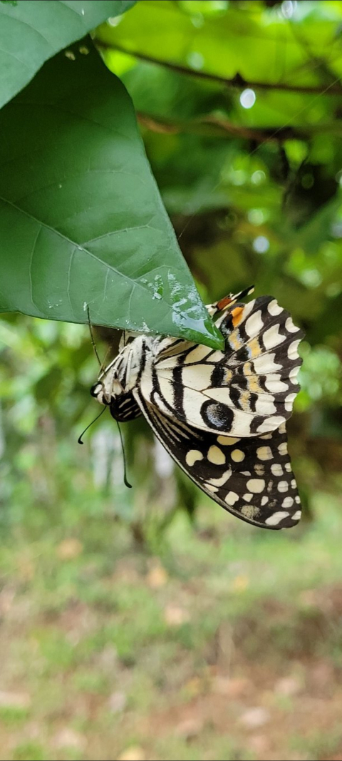 Anakha AB
