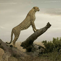 keerthi babu