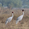 amarjeetsingh Bishnoi
