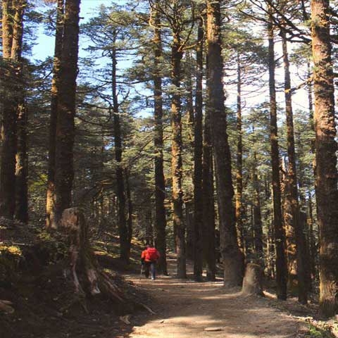 Pasang Lama