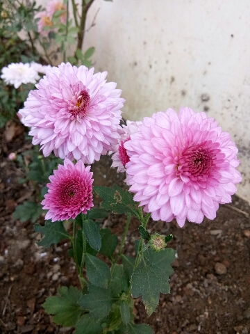Pradeep Rajgar