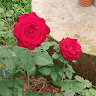 SUCHITHRA B