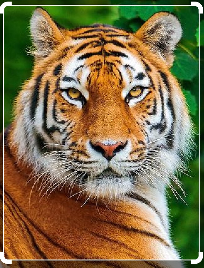 Arup Kumar Chattopadhyay_4